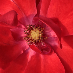 Онлайн магазин за рози - Червен - Рози Флорибунда - дискретен аромат - Pоза Паприка - Матиас Танту - Цъвти в клъстери,топъл цвят.
